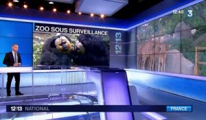 Vol de singes au zoo de Beauval : les autres zoos français inquiets