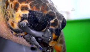 Une tortue de mer sauvée par un bec imprimé en 3D