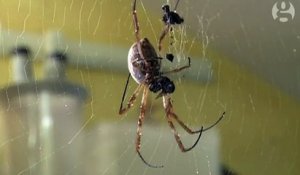 Horreur : une pluie d'araignées s'abat sur l'Australie !