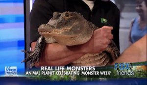 Un alligator fait pipi en direct à la TV - Fox and Friends