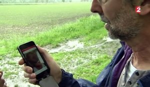 D'avril à juillet, attention aux attaques de rapaces