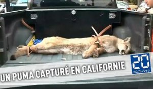 Un puma capturé dans les rues d'une ville californienne