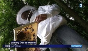 Il faut sauver les abeilles des pesticides
