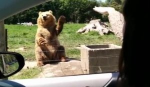 L'ours le plus cool du monde : Il fait coucou et attrape du pain de mie en plein vol