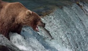 GRIZZLY - Extrait "La pêche au saumon" [Full HD] (Documentaire Disney)