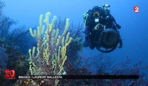 Méditerranée : le réchauffement climatique à l'origine de la prolifération des algues ?