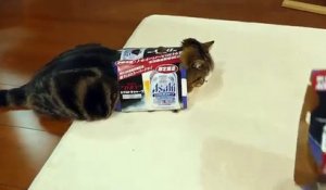 Maru le chat est un fan des cartons !