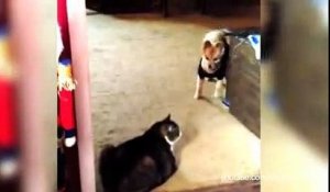 Quand les chiens ont peur des chats