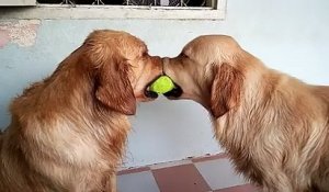 2 golden retrievers, 1 balle de tennis