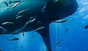 Deep Blue, l'un des plus grands requins blancs