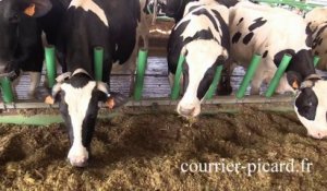 Visite de la ferme des 1000 vaches