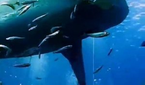 L'un des plus grands requins blancs touchés par un plongeur