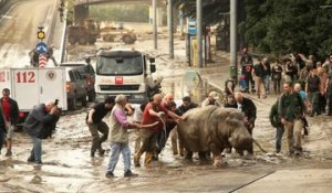 Géorgie : Les animaux d'un zoo se sont échappés après des inondations