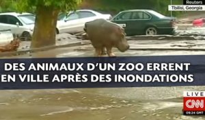 Des animaux d'un zoo errent en ville après des inondations