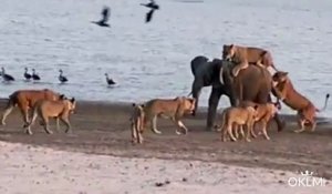 Des lionnes attaquent un jeune éléphant