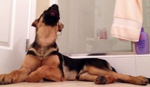 Ce chien chante en entendant son maître sous la douche