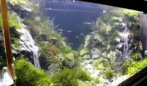 Cascades dans un aquarium