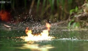 Crocodiles VS Chauve-souris : en mode laser et explosions