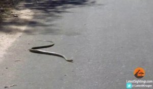 Un serpent black mamba n'arrive pas à avancer sur la route
