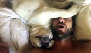 Les bruits bizarres d'un bulldog au réveil