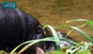 Un bébé hippopotame tout mignon apprend à nager avec sa maman !