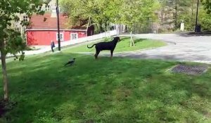 Un corbeau attaque un chien et lui mord la queue