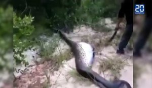 Un anaconda meurt après avoir mangé... un autre anaconda