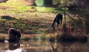 Des Chimpanzés de laboratoire retirés et libérés dans un sanctuaire