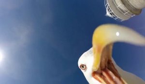 Un goéland vole une GoPro à des touristes