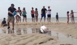 Sauvetage d'un grand requin blanc échoué sur une plage