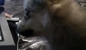 Adorable : ce chiot entend des hurlements de loups