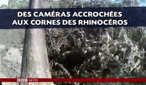 Des caméras accrochées aux cornes des rhinocéros