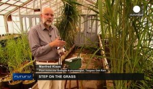 De la biomasse issue de plantes marginales