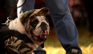 Au Salvador, des chiens déguisés pour en sauver d'autres