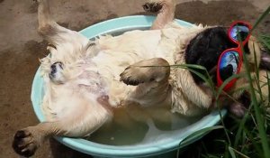 Un chien carlin fait la sieste dans une bassine et ronfle