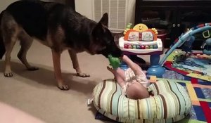 Ce chien adore faire rire ce bébé