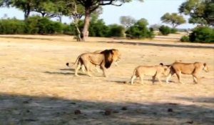 Cecil, le lion le plus célèbre du Zimbabwe, abattu par un dentiste américain