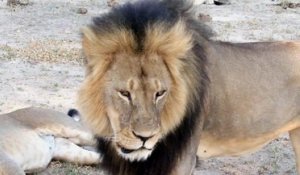 Scandale international après la mort du lion Cecil