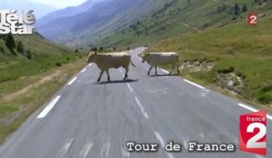 Tour de France 2015 : un troupeau de vaches traverse devant les coureurs
