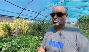 Témoignage du pépiniériste qui a importé en Corse le 1er plant contaminé par la Xylella fastidiosa