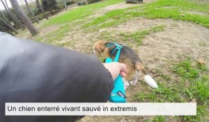 Un chien enterré vivant sauvé in extremis
