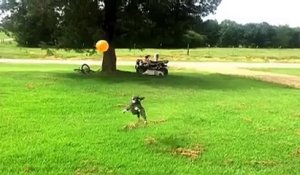 un chien adore faire du ballon