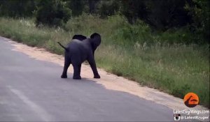 Cet éléphanteau s'aventure hors de la brousse, regardez ce qui se passe