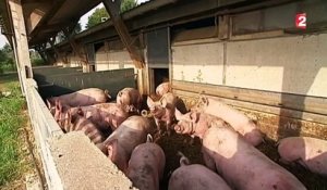 Le porc bio, un marché qui rapporte