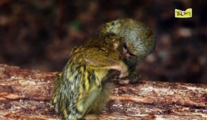 Le ouistiti Pygmée, l'un des plus petits primates !