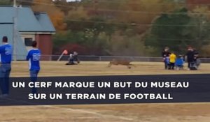 Un cerf marque un but du museau sur un terrain de football
