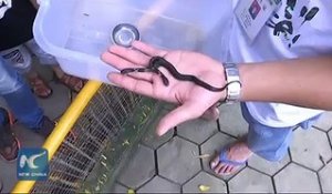 Un cobra à deux têtes est né en Chine