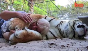 Incroyables complicités entre cette femme et ses grands tigres