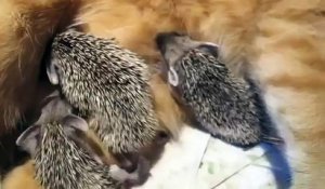 Quand la maman de quatre bébés hérissons est une chatte