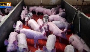 Crise porcine: la suspension des cotations a provoqué l’engorgement des élevages